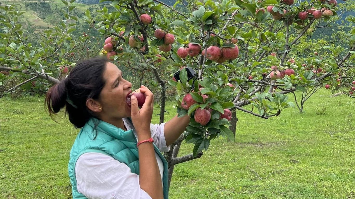 Jumla apple